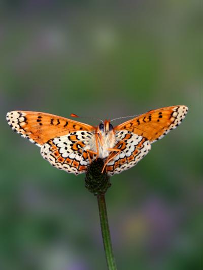 Butterfly Study Reveals Traits and Genes Associated with Establishment of New Populations (1 of 2)