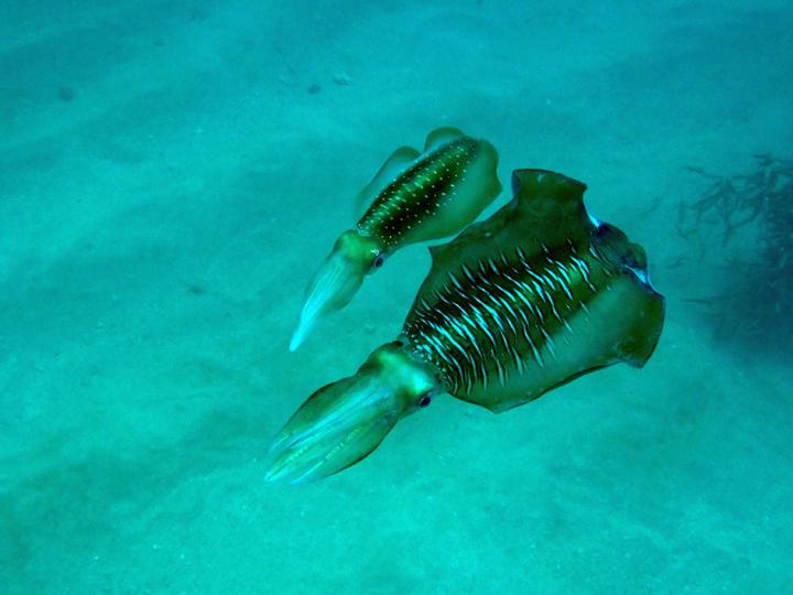 Parallel Swimming in the Oval Squid