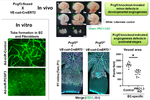 PRC1.3 affects angiogenesis