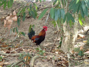 Red junglefowl, Malaysia