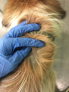 Cortisol in shelter dog hair shows signs of stress