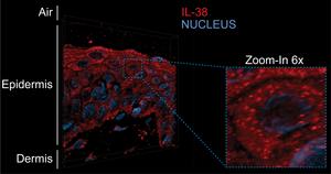 A new model to explore the epidermal renewal