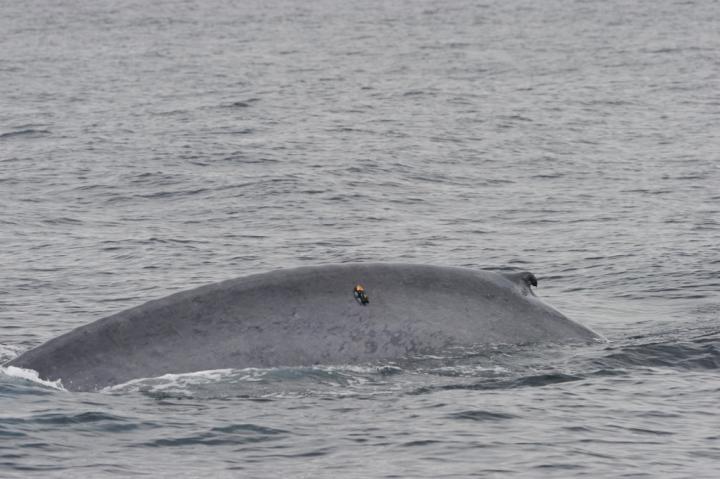 Tagged Blue Whale