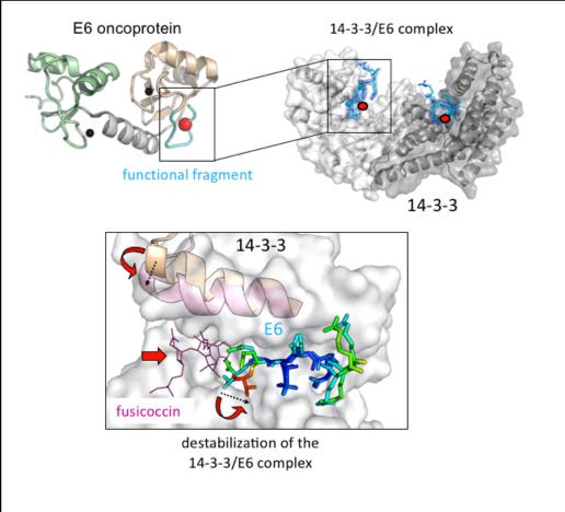 The complex of human 14-3-3 with the HPV E6 protein
