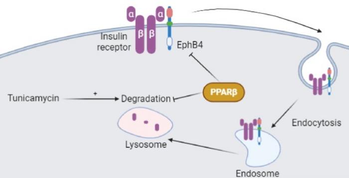 New molecular mechanisms linked to insulin resistance