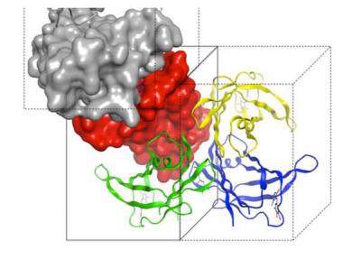 New Drugs For Protein Build-up In The Heart ( | EurekAlert!