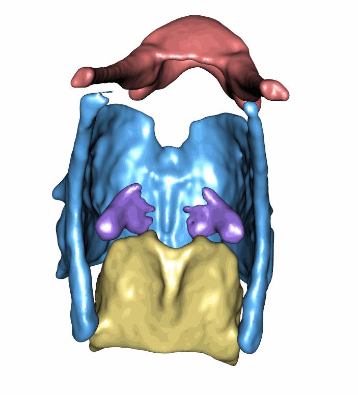 3D Image of a Gorilla Larynx