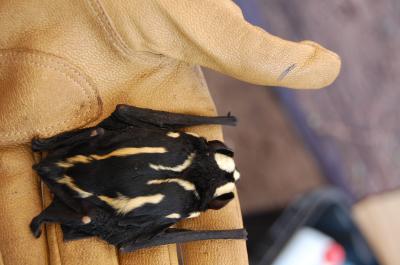 Badger-Like <i>Niumbaha superba</i>