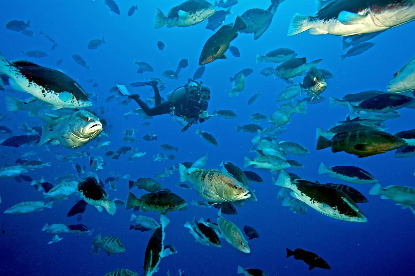 Nassau Grouper Aggregation