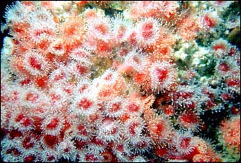 Strawberry anemone