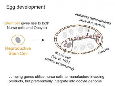 How Jumping Genes Hyjack Nurse Cells