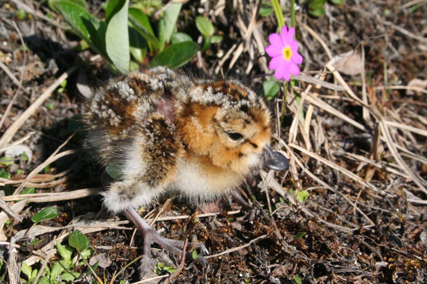 Spoonbill Sandpiper (<i>Calidris pygmea</i>) Chick