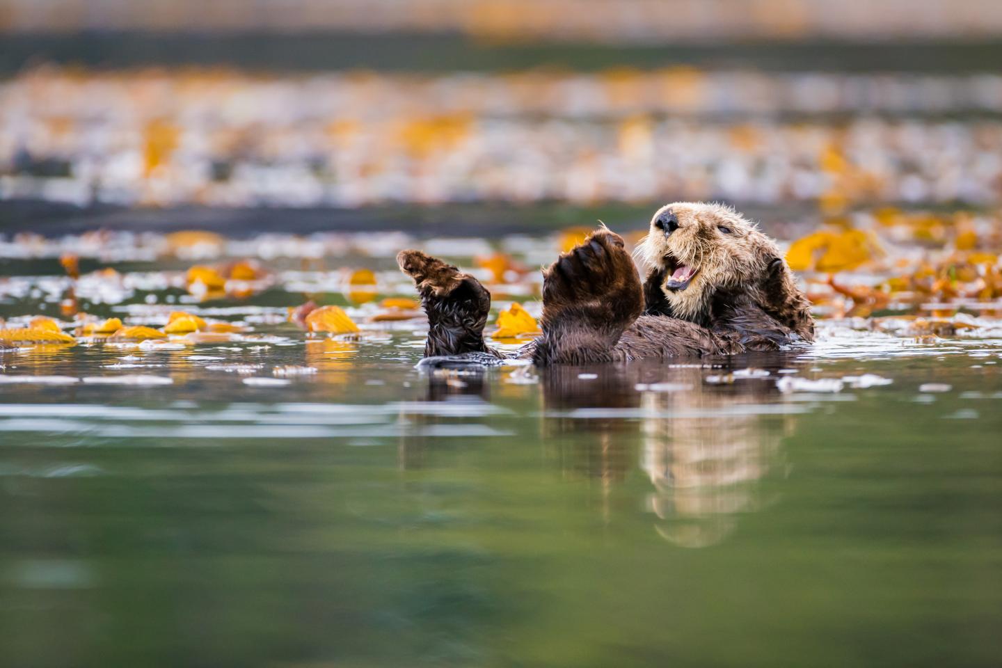 Sea otter in British Columbia