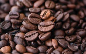 Analysis of current and future bioclimatic suitability for C. arabica production in Ethiopia