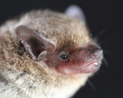 A Bat of the Species <i>Neoromicia cf. zuluensis</i>