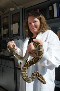 CU-Boulder python study may have implications | EurekAlert!
