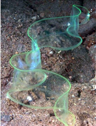Moray Eel Pelagic Larva