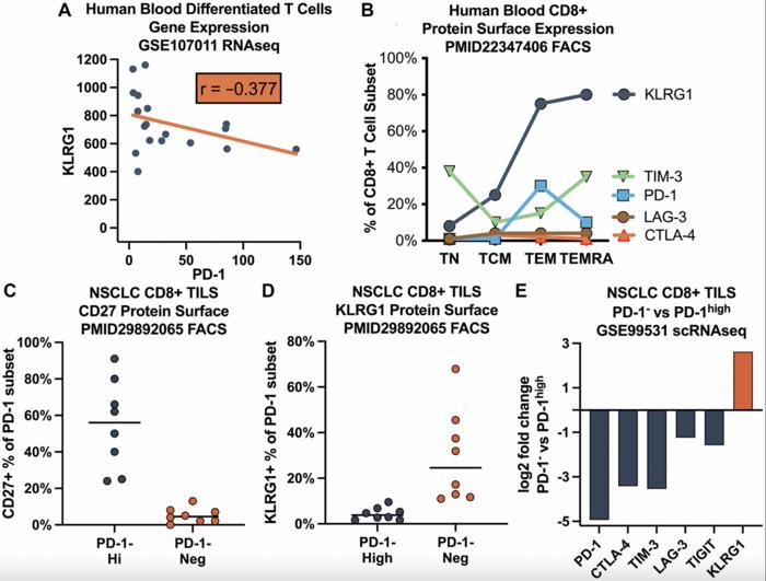 Anti-correlation of KLRG1 and PD-1 expression in human tumor CD8 T cells