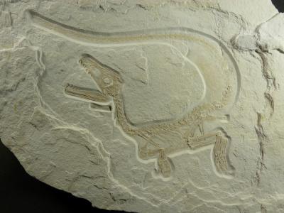 <i>Sciurumimus</i> Fossil