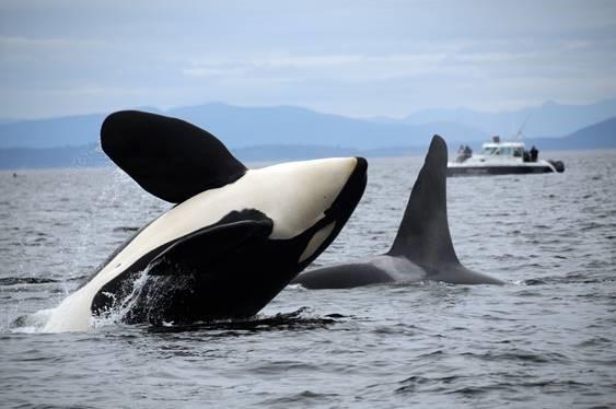 Southern Resident Killer Whales