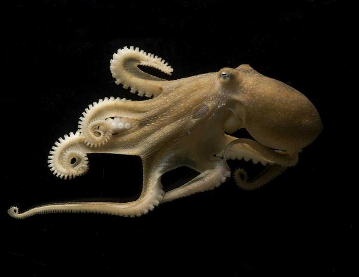 California two spot octopuses (Octopus bimaculoides) rewire their brains to adapt to seasonal temperature shifts