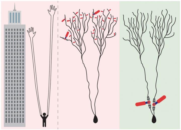Learning in Dendrites Proven for First Time