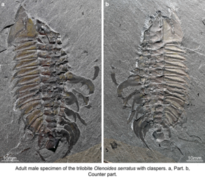 Adult Male Trilobite