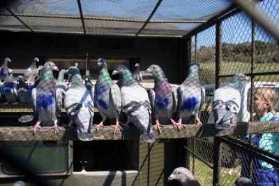 Homing Pigeons (2 of 2)