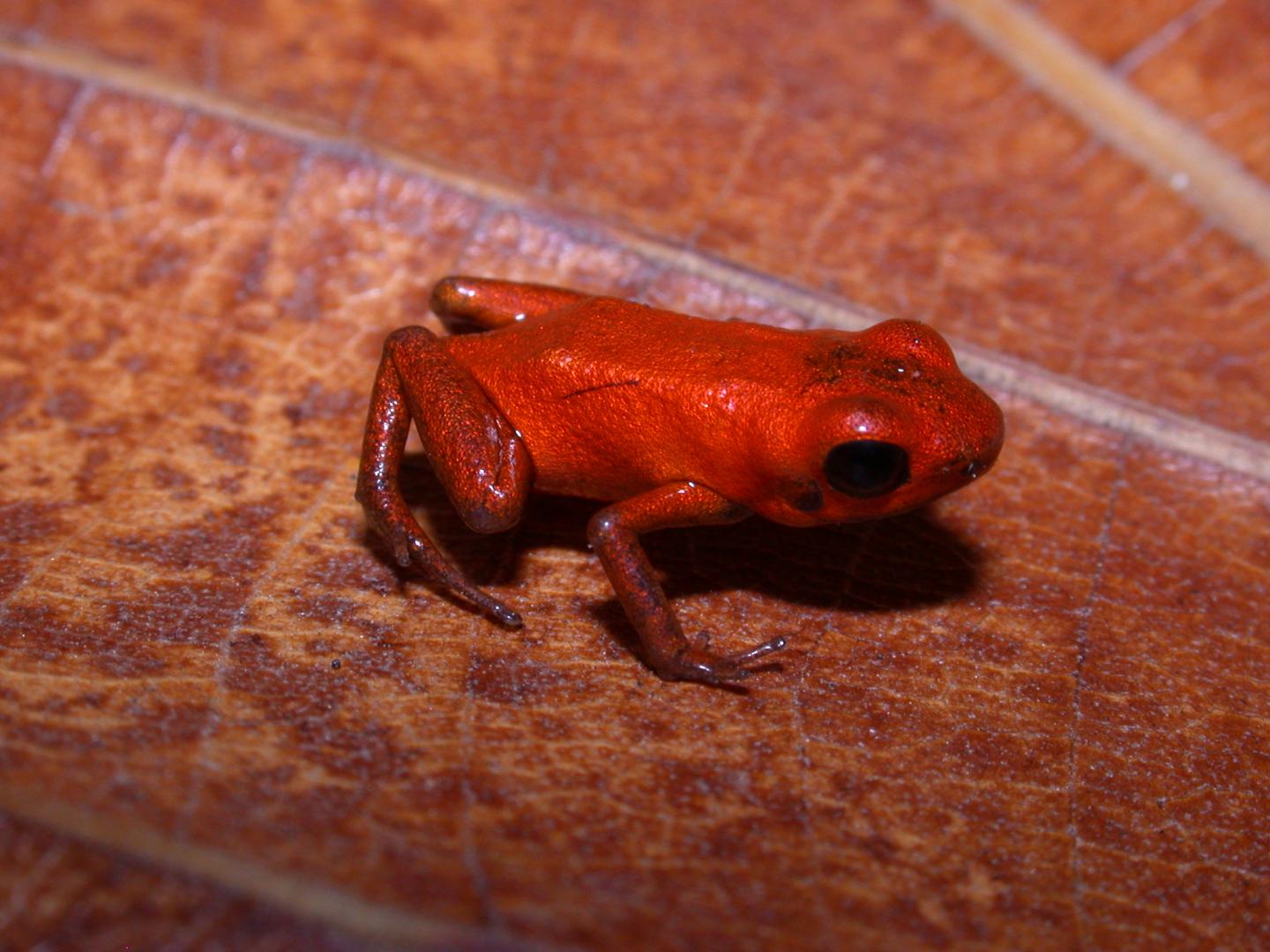 Poison frogs  Smithsonian's National Zoo and Conservation Biology