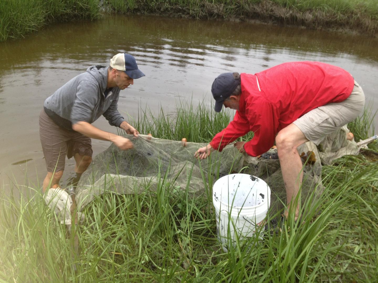 Shaw and Stanton Seining for Killifish