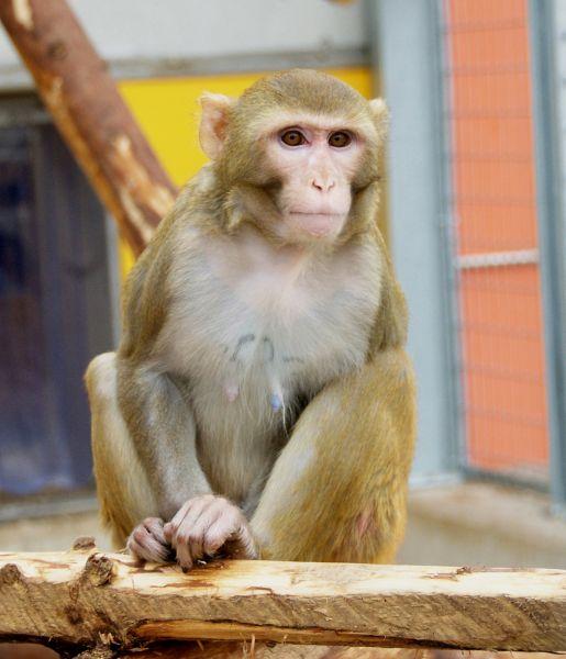 A Rhesus Monkey in the Primate Husbandry at the German Primate Center