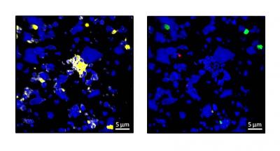 New Organic Carbon Mostly Accumulates on Existing Hot Spots