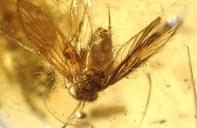 <I>Psocoptera</I>