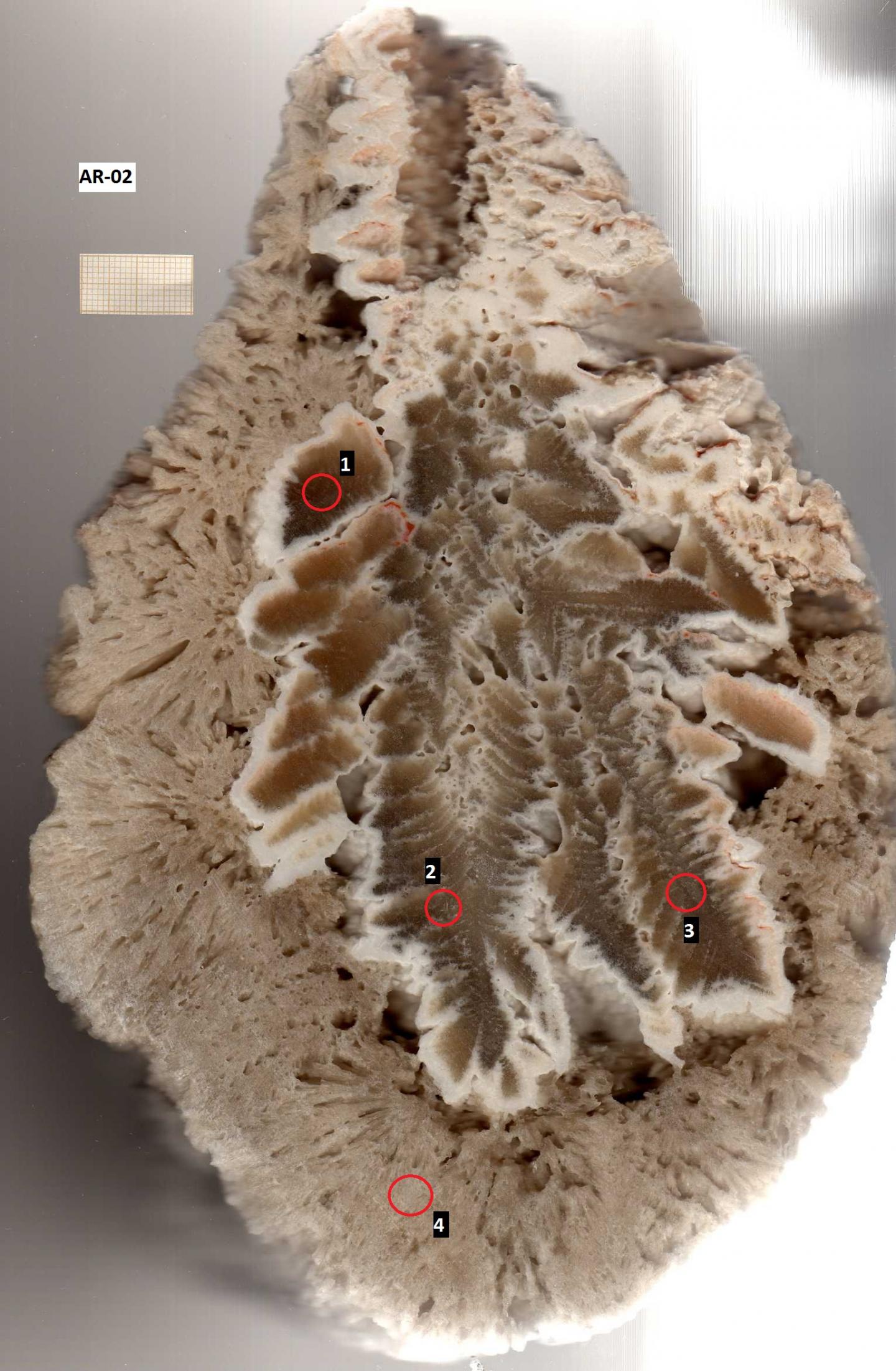 Core of the Phreatic Overgrowth on Speleothems