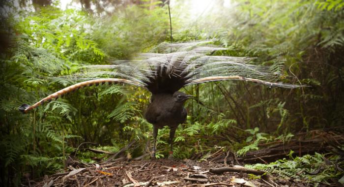 Lyrebird on foraging mound