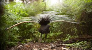 Lyrebird on foraging mound