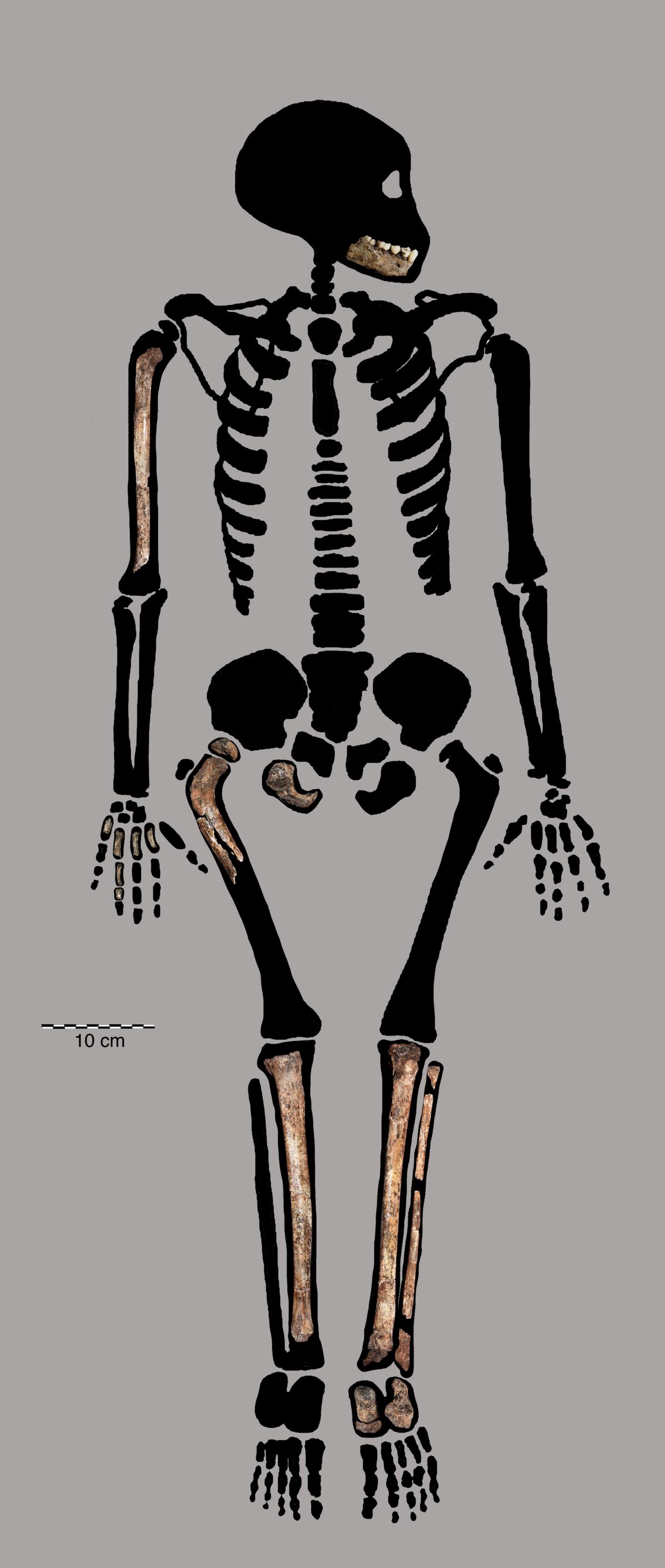 DH7 partial skeleton.