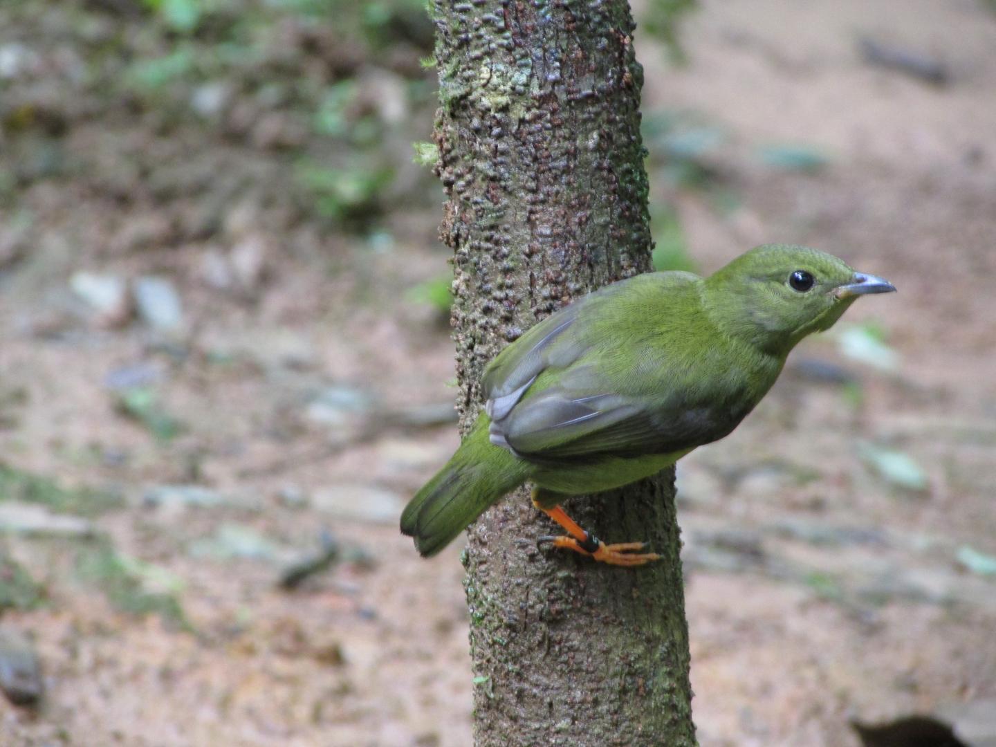 Juvenile Female