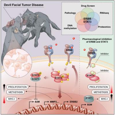 Graphical Abstract