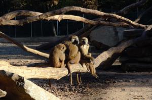  baboon patas hussar monkey Erythrocebus patas titi titi monkey gibbon Hylobates lar-0