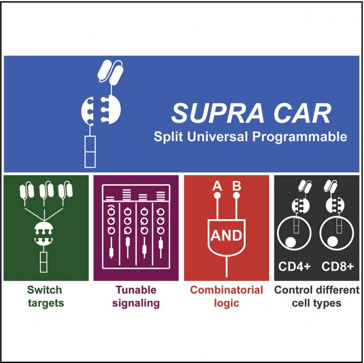 Improving CAR-T therapy