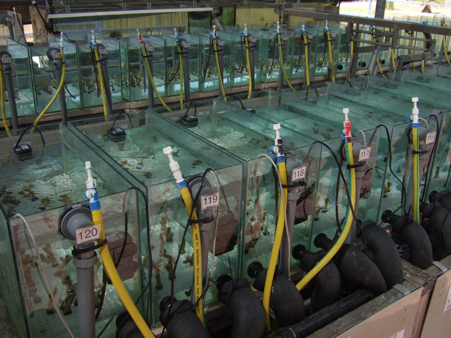 A unique aquarium system 2