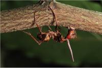 Zombie Carpenter Ant
