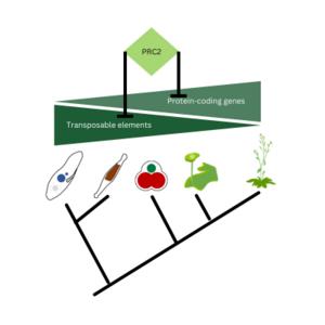 Over the course of evolution, PRC2’s function shifted from repressing transposons to repressing protein-coding genes.