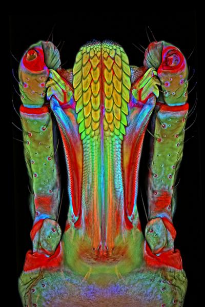 From ASCB + NIGMS 'Life: Magnified' -- Mouth Parts of a Lone Star Tick