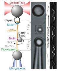 Optical tweezers with rotator bead