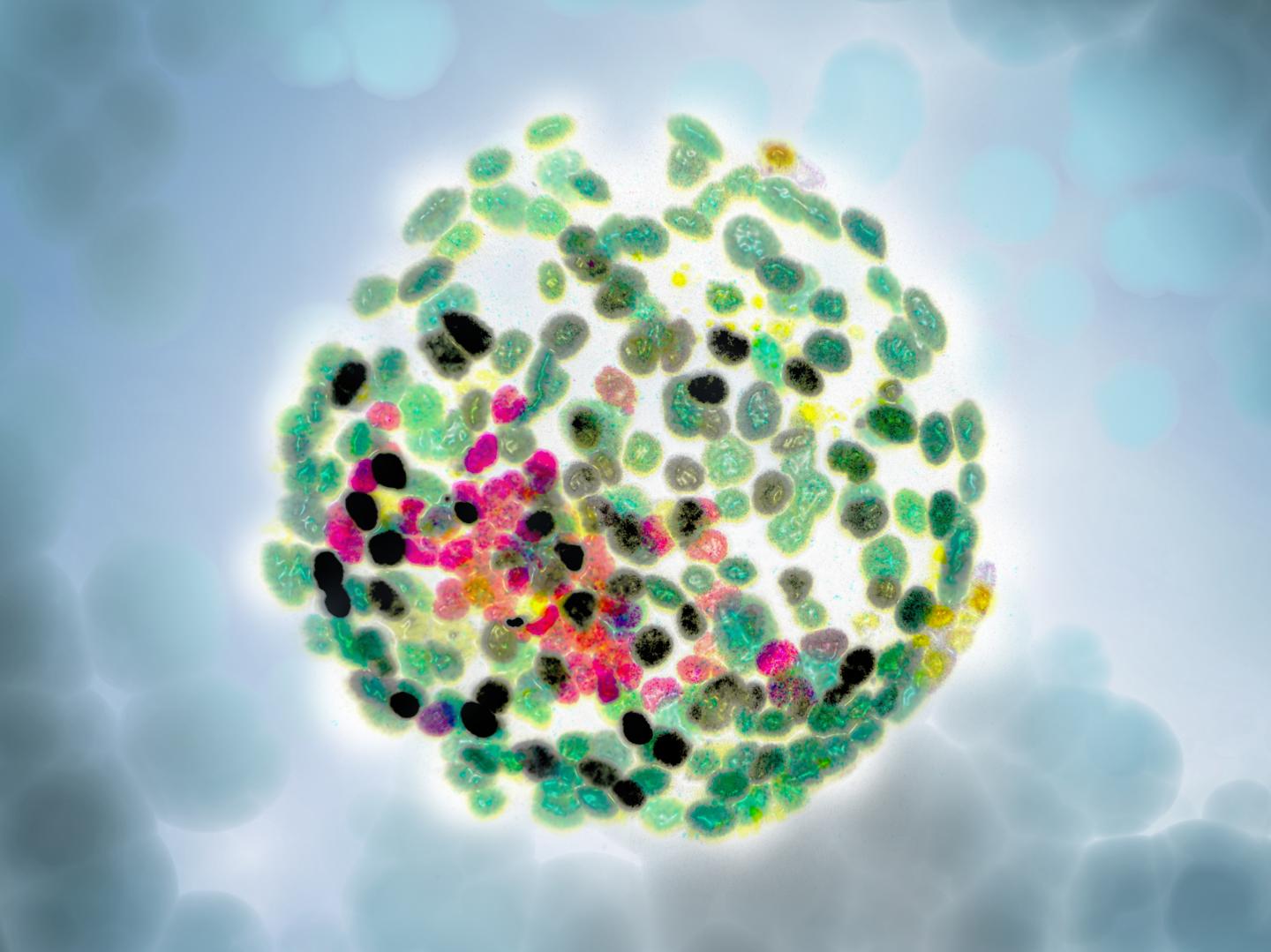 Bertone and Smith: Unpacking Embryonic Pluripotency