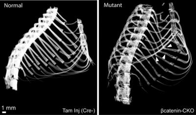 CT Scans of Mouse Rib Cages