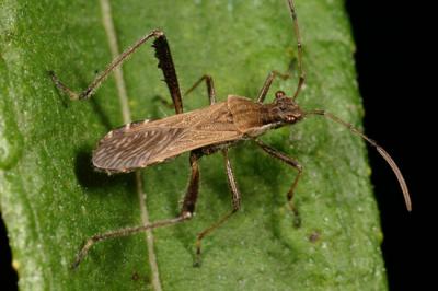 <i>Alydus pilosus</i>, a True Bug and a Species Analyzed in the Study