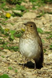 Songbird (3 of 3)